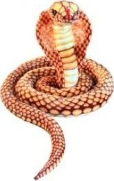 Dubi Kobra złota 280cm