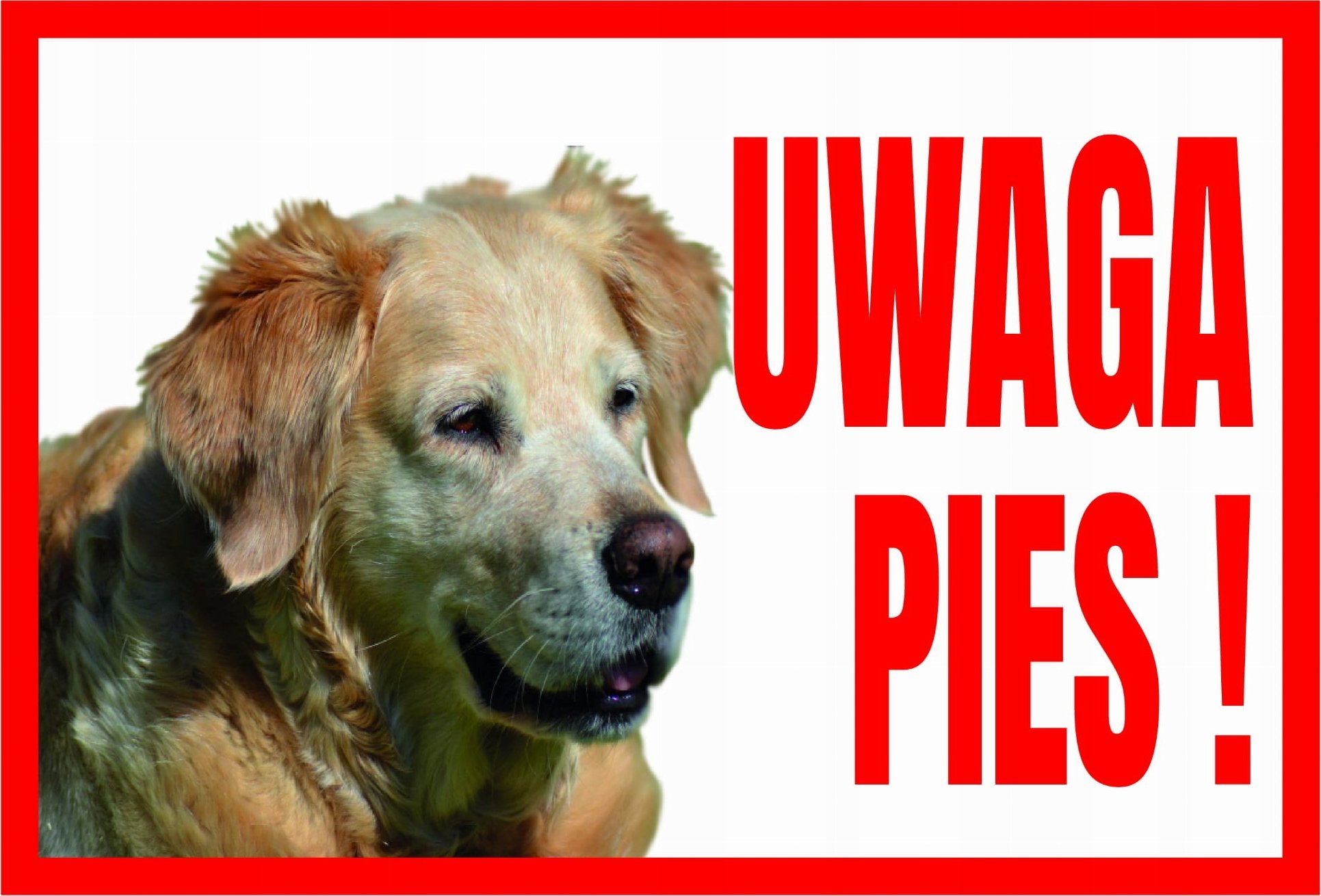 Dingo Tup-8 Tabliczka Ostrzegawcza Uwaga Pies ! Golden R Libres Polska Sp Tup-8 5902082237488