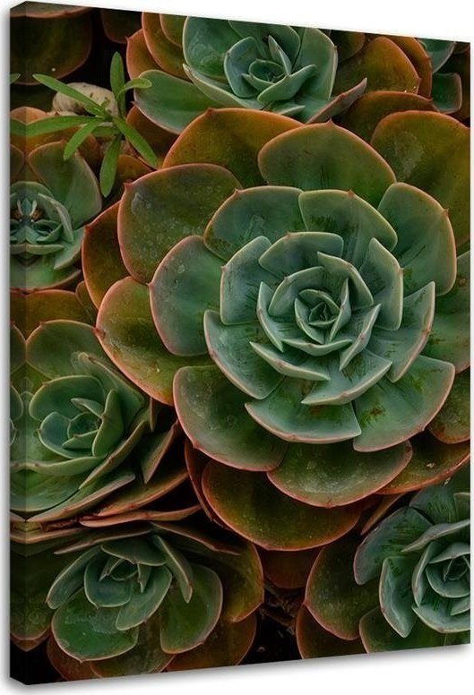 Feeby Obraz na płótnie, Zielony kwiat sukulent - 80x120