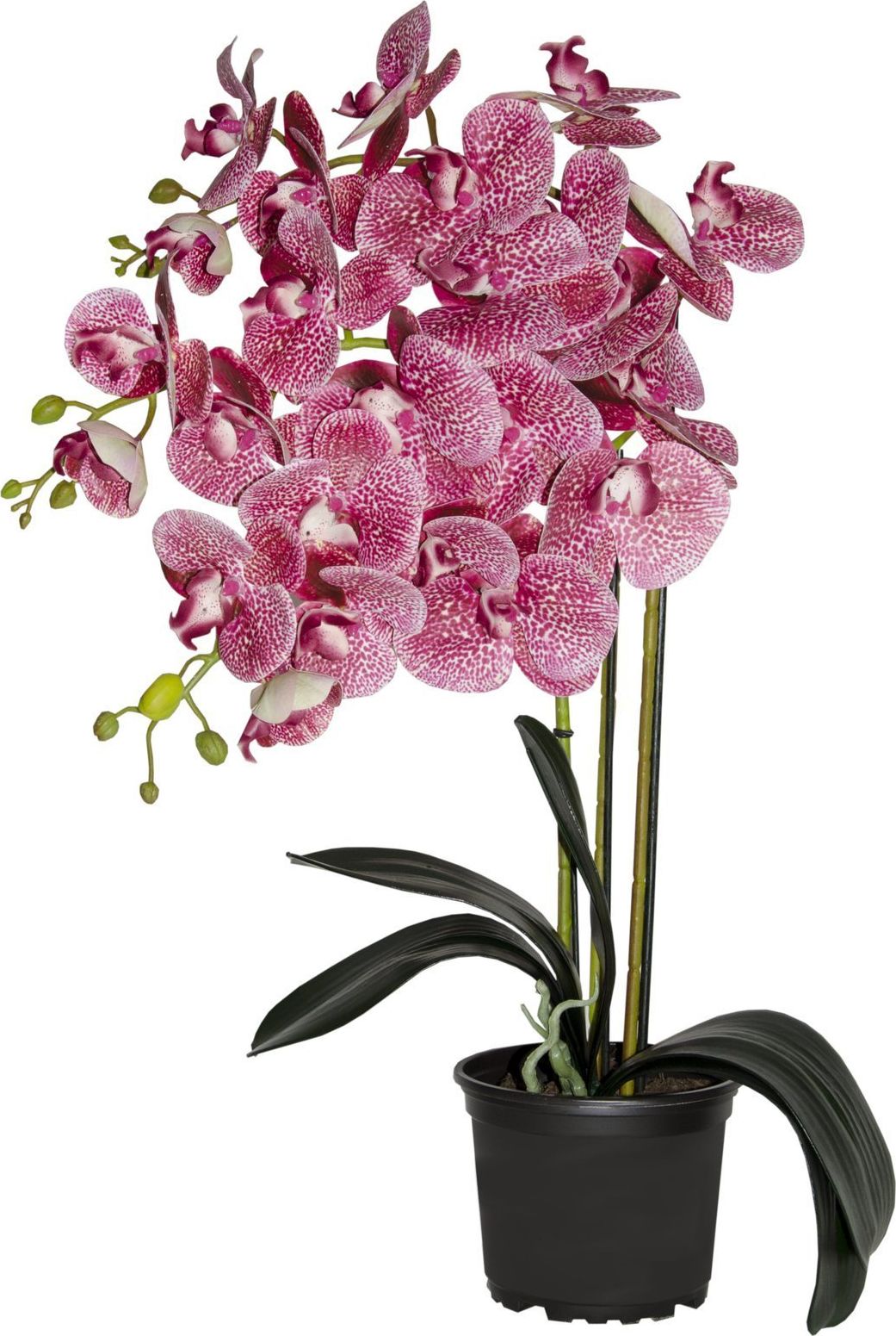 Tajemniczy ogród Storczyk sztuczny 3 pędy