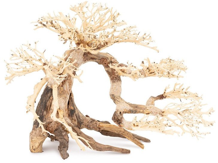 Ton�ce drzewo Bonsai nr 63 80x50