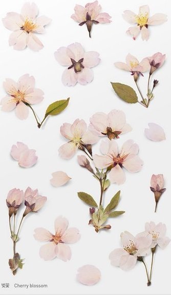 Appree Naklejki ozdobne kwiaty Wiśni