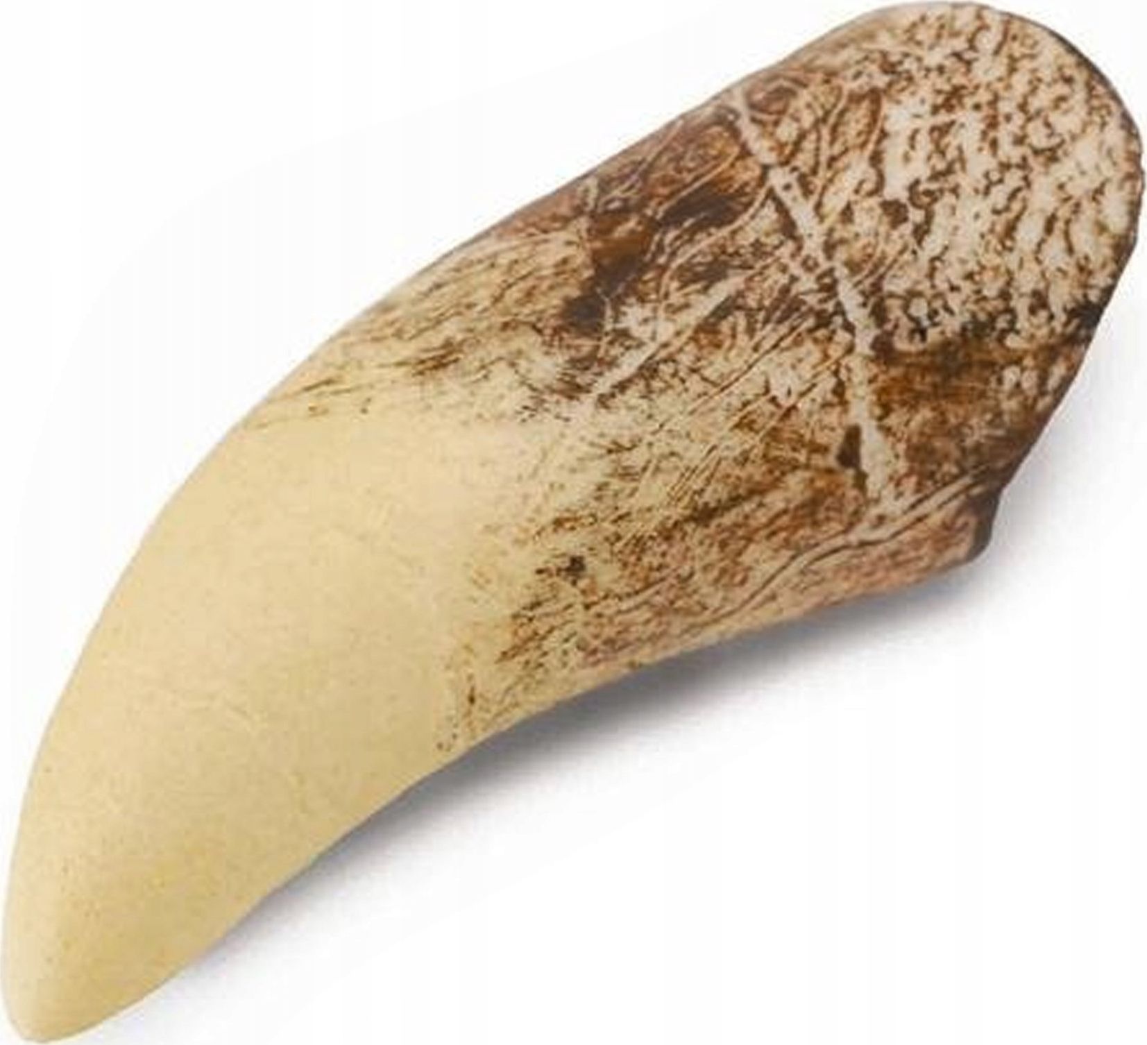 Figurka Collecta ZĄB TYRANOZAURA W PUDEŁKU - CollectA - 89281