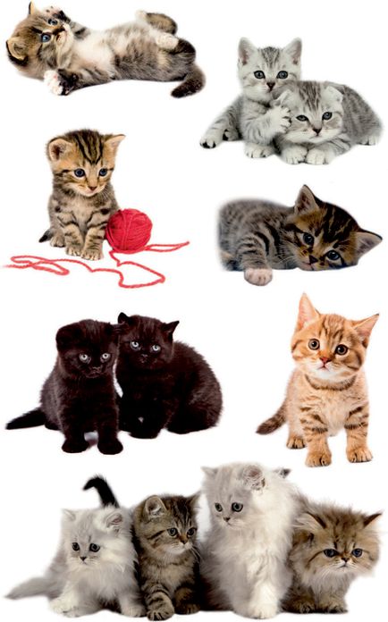 Avery Zweckform Naklejki papierowe - Kotki 2 (106806)