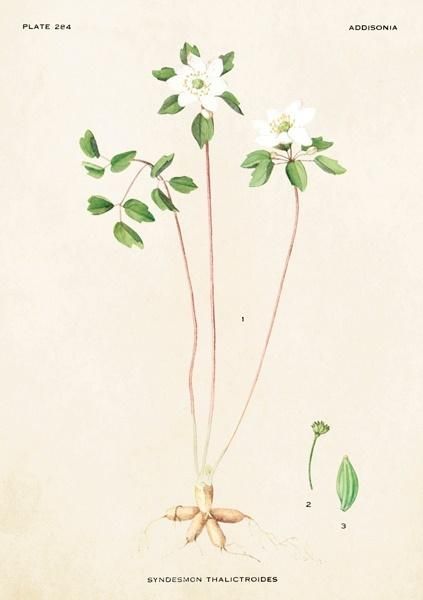 Skona Ting Karnet ST248 B6 + koperta Zawilczyk