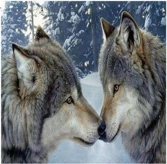 Norimpex *****Diamentowa mozaika Dwa wilki 1008519