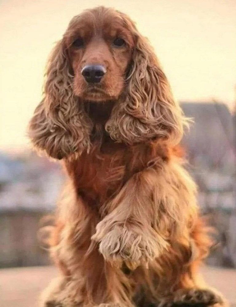 *****Diamentowa mozaika pies co...2003117 31178