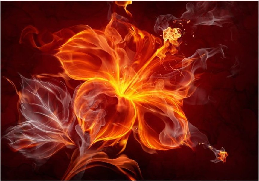 DecoNest Fototapeta - Ognisty kwiat - 300X210