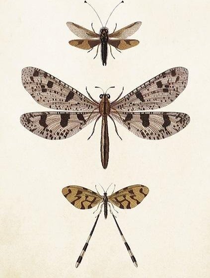 Skona Ting Karnet ST407 B6 + koperta Ważki