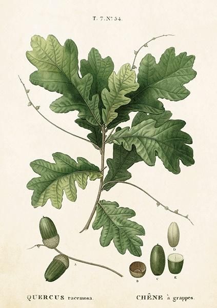 Skona Ting Karnet ST283 B6 + koperta Liść dębu