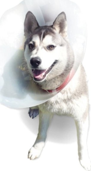 SMI Kołnierz ochronny dla zwierząt, zatrzaskowy 7.5 cm, 1 szt.