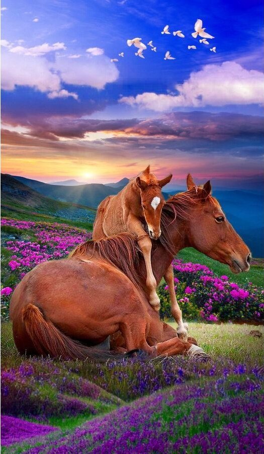 OBRAZ MALOWANIE PO NUMERACH RAMA 40x50cm DWA KONIE - GÓRY