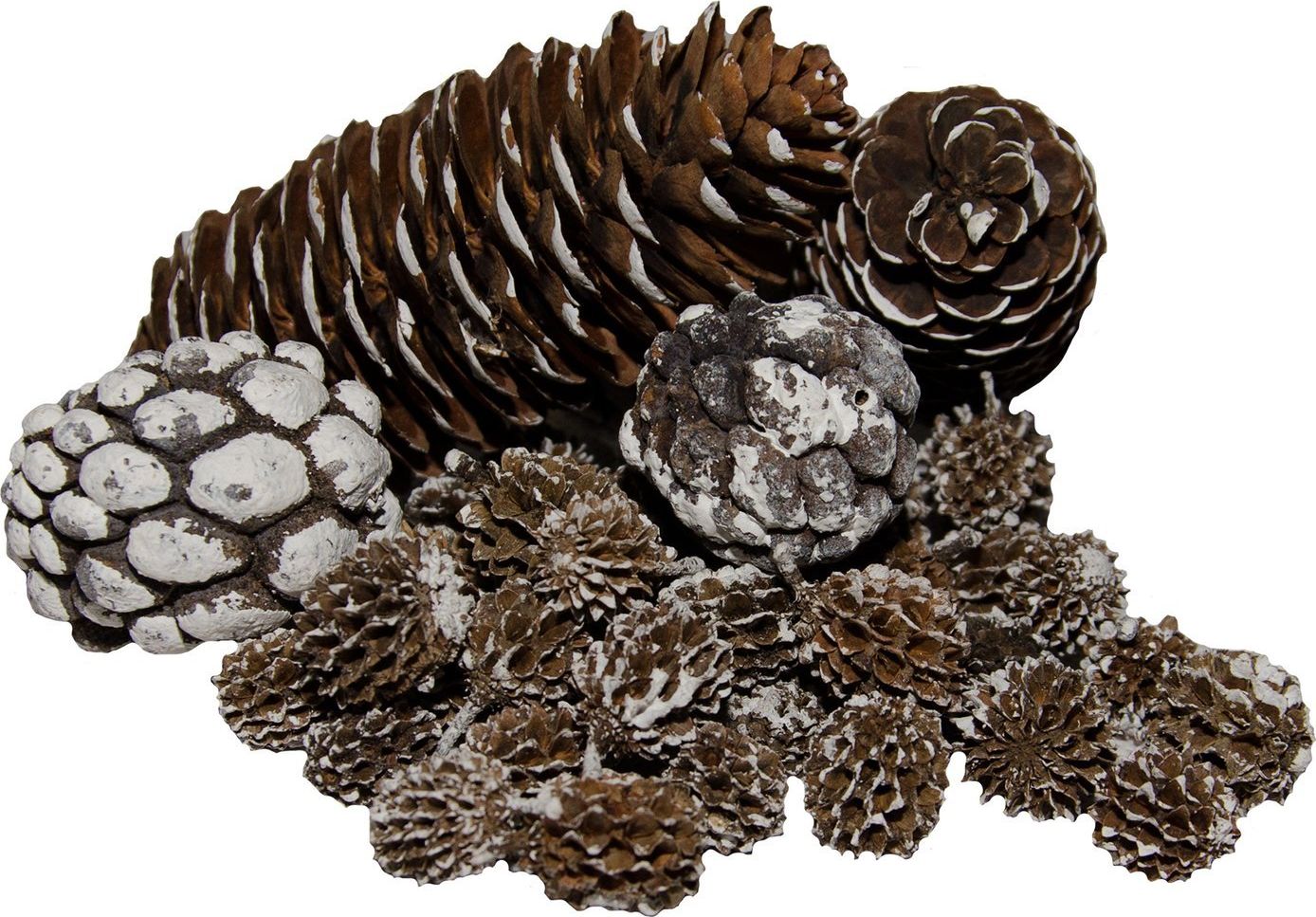 Tajemniczy ogród Szyszki w woreczku bielone