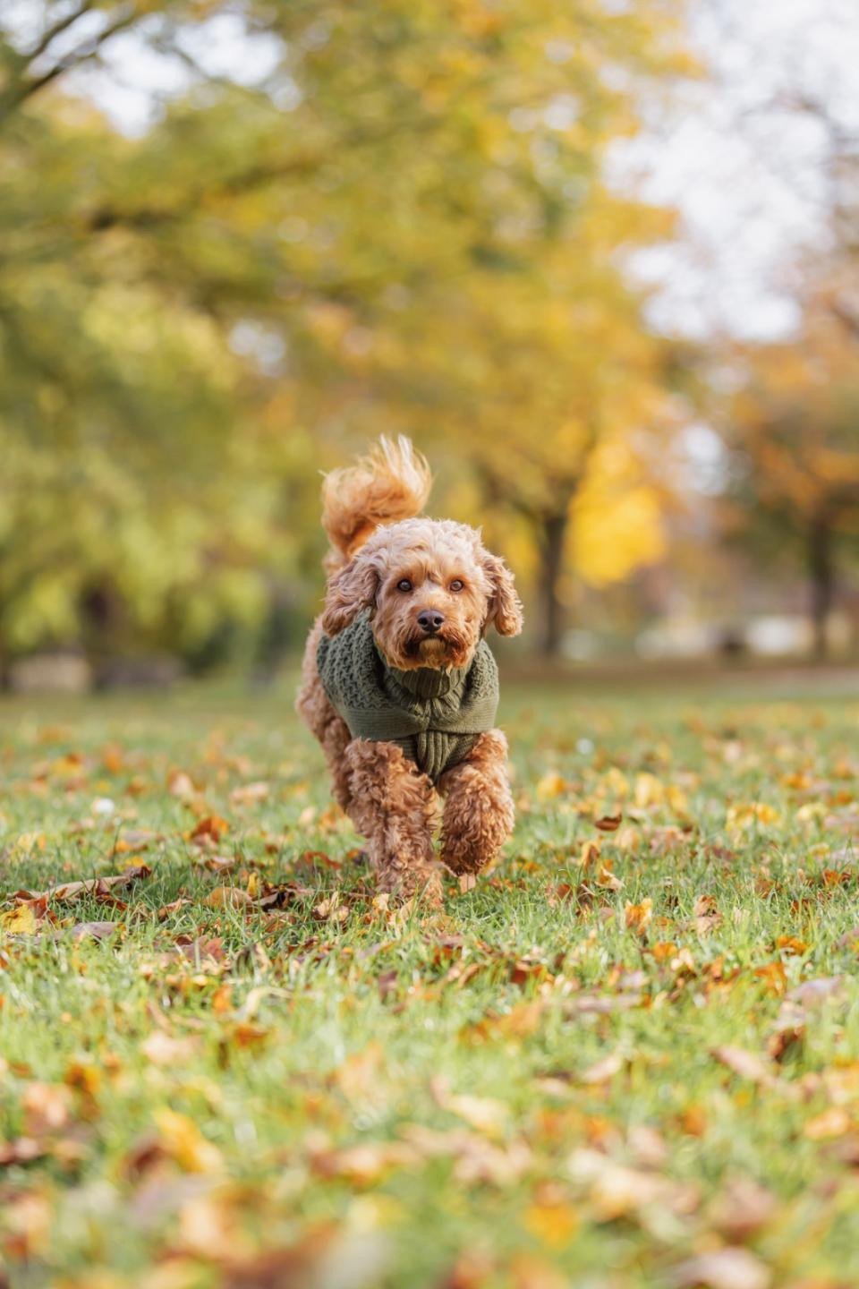 Norwood, pulower, dla psa, oliwkowa ziele�, XXS: 18 cm