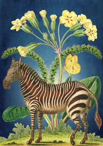 Madame Treacle Karnet B6 z kopertą Zebra