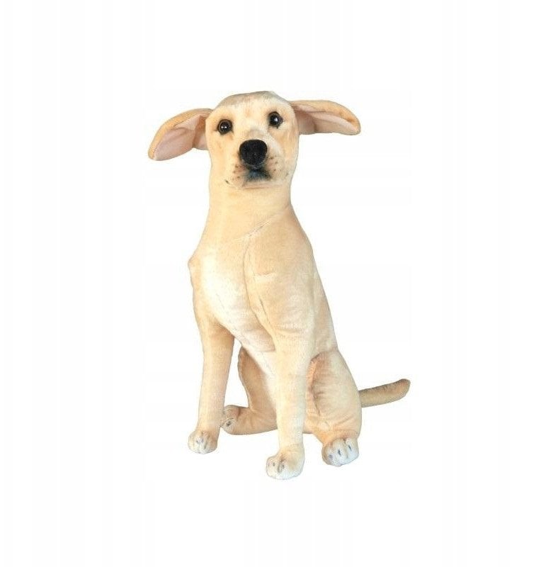 Pies Labrador 65cm 33574