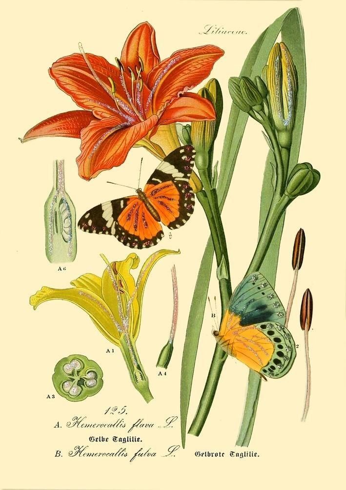 Madame Treacle Karnet B6 brokat z kopertą Natura 3