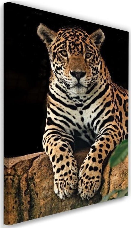 Feeby Obraz na płótnie, Lampart, zwierzeta, natura - 40x60