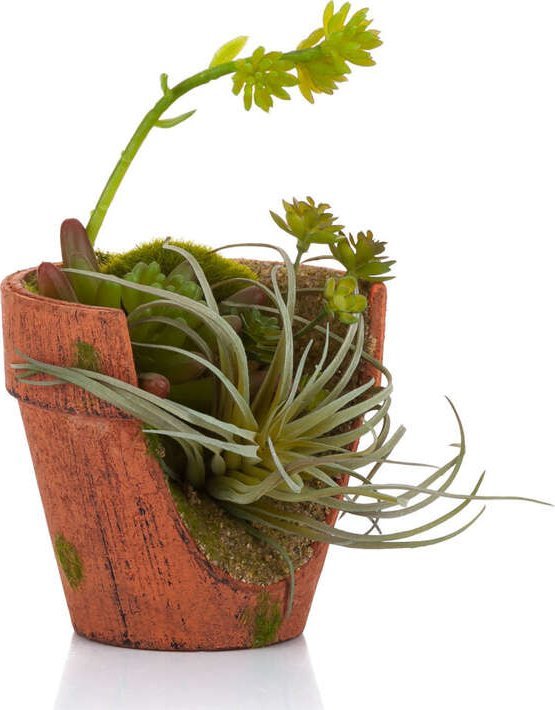 Aluro Sukulenty w doniczce _Aluro