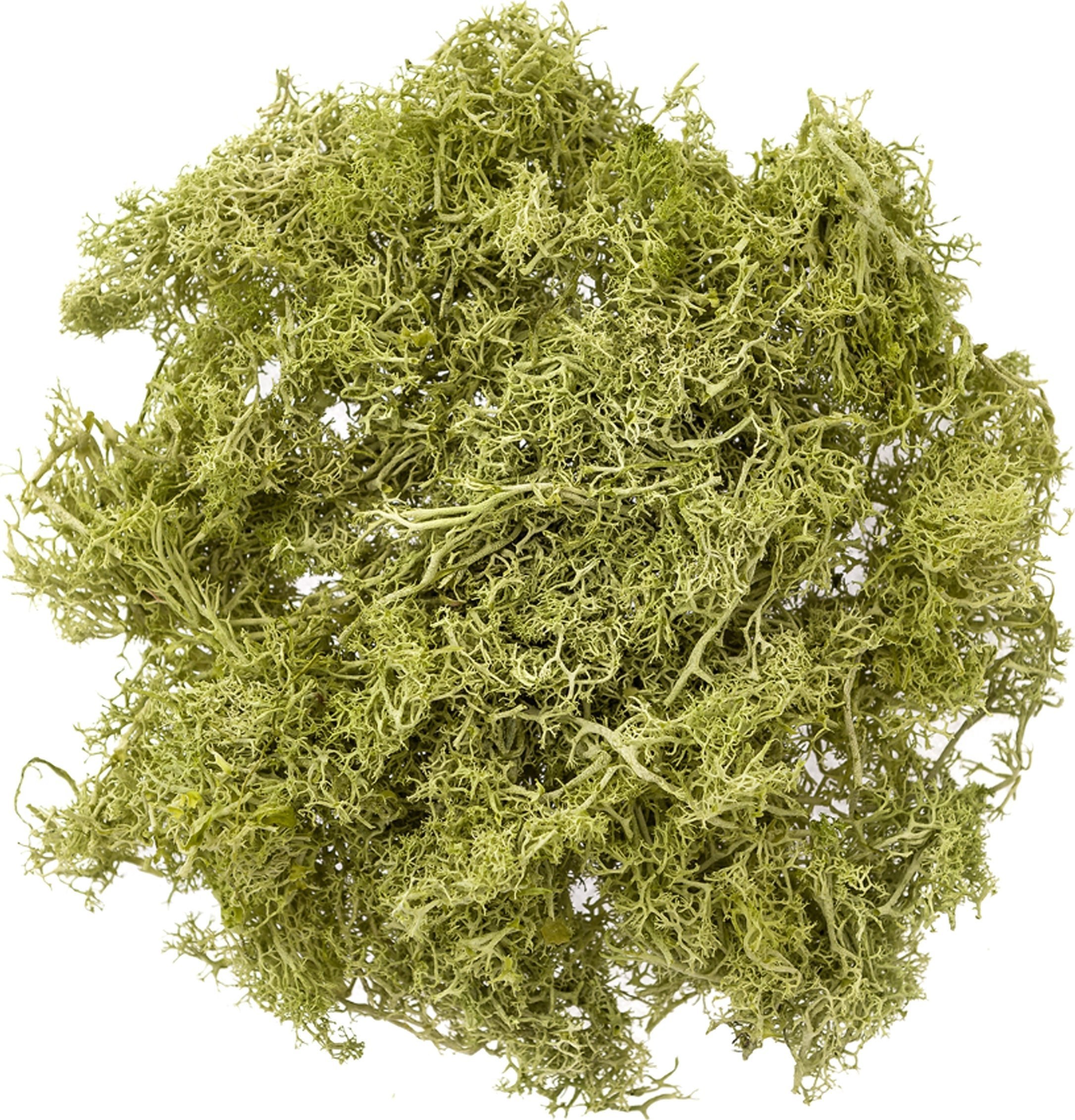 Mech jasnozielony 30g