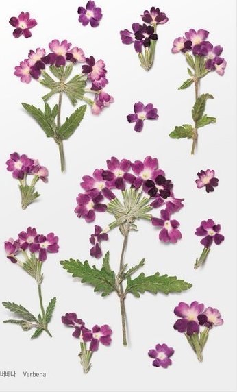 Appree Naklejki ozdobne kwiaty Werbena