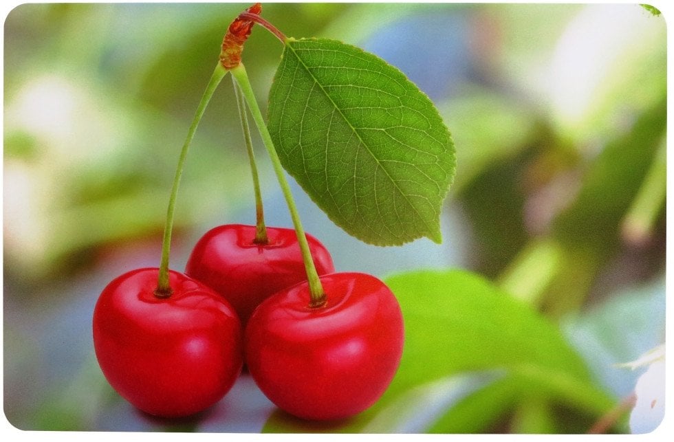 Galda paliktnis 43 5x28cm kirsi 8032636660312