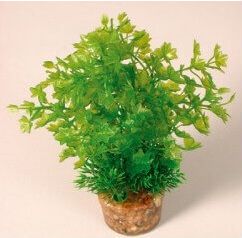 Zolux Roślina średnia z zestawu nr 2