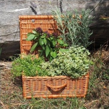 Wnuk Kuferek Średni (Szampanówka/35cm)