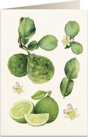 Tassotti Karnet B6 + koperta 6067 Pomarańcza bergamota