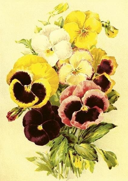 Karnet ST507 B6 + koperta Bratki