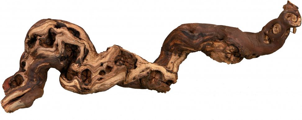 Trixie Korzenie winorośla 5szt. piaskowane 35-45cm