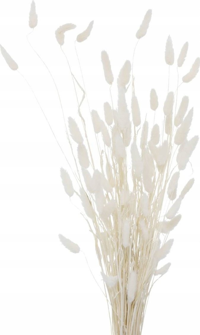 Boltze Ozdobne gałązki do wazonu, suszone, 70 cm