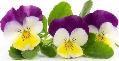 Veritable Véritable Lingot Maceška - BIO