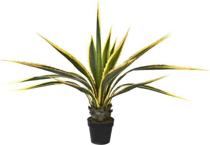 Witek Home Agawa w doniczce 115cm