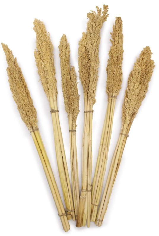 Dijk Pęczki Traw Ozdobnych