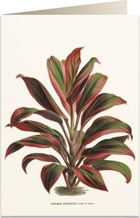 Tassotti Karnet B6 + koperta 6064 Dracena czerwono-zielona