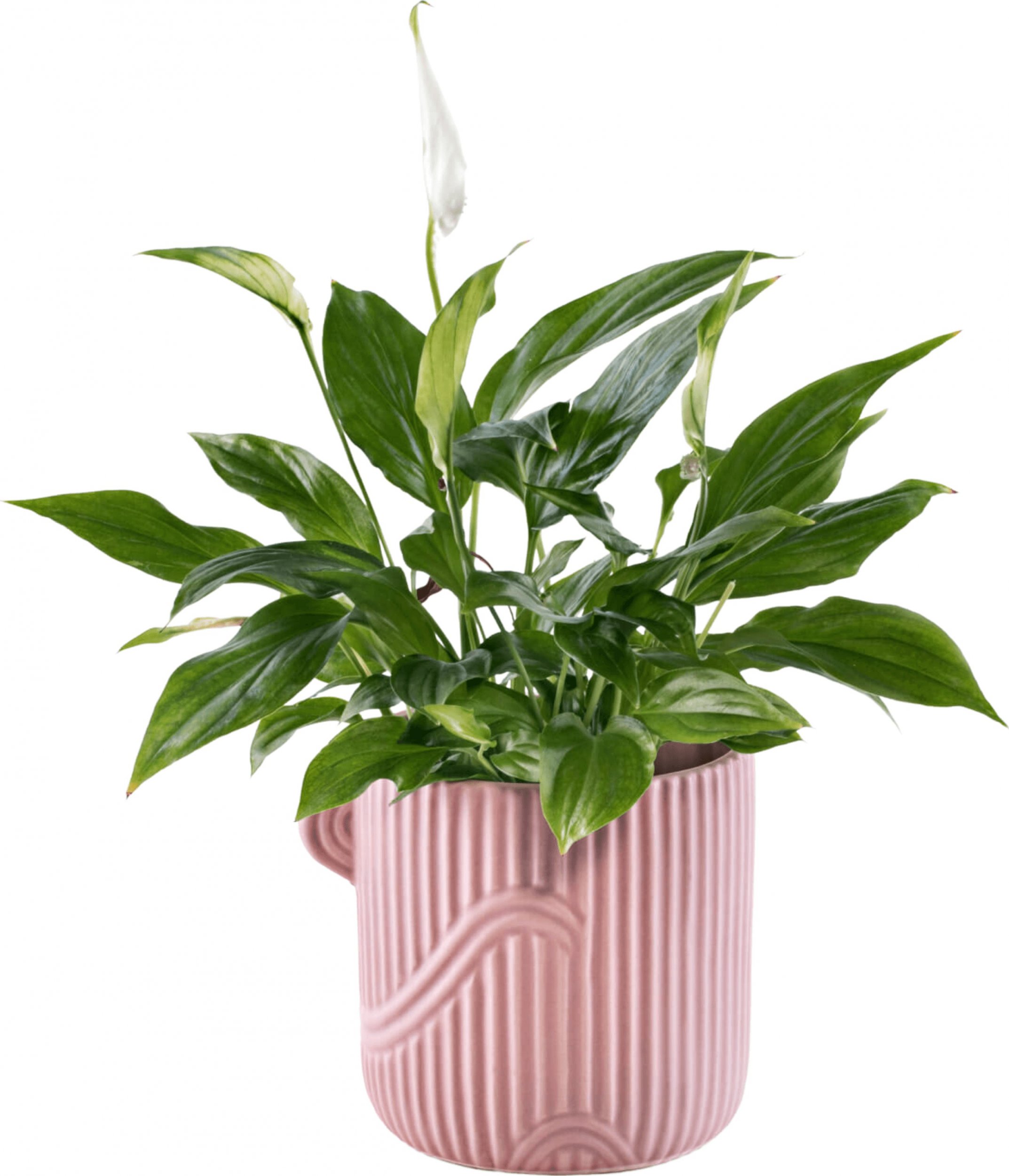 Direct Home and Garden Osłonka ceramiczna OIDO 12 cm