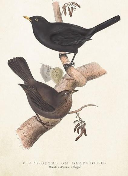 Skona Ting Karnet ST385 B6 + koperta Kos i drozd