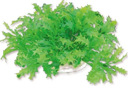 Happet HAPPET ROŚLINA FOLIA 10CM / 1F22