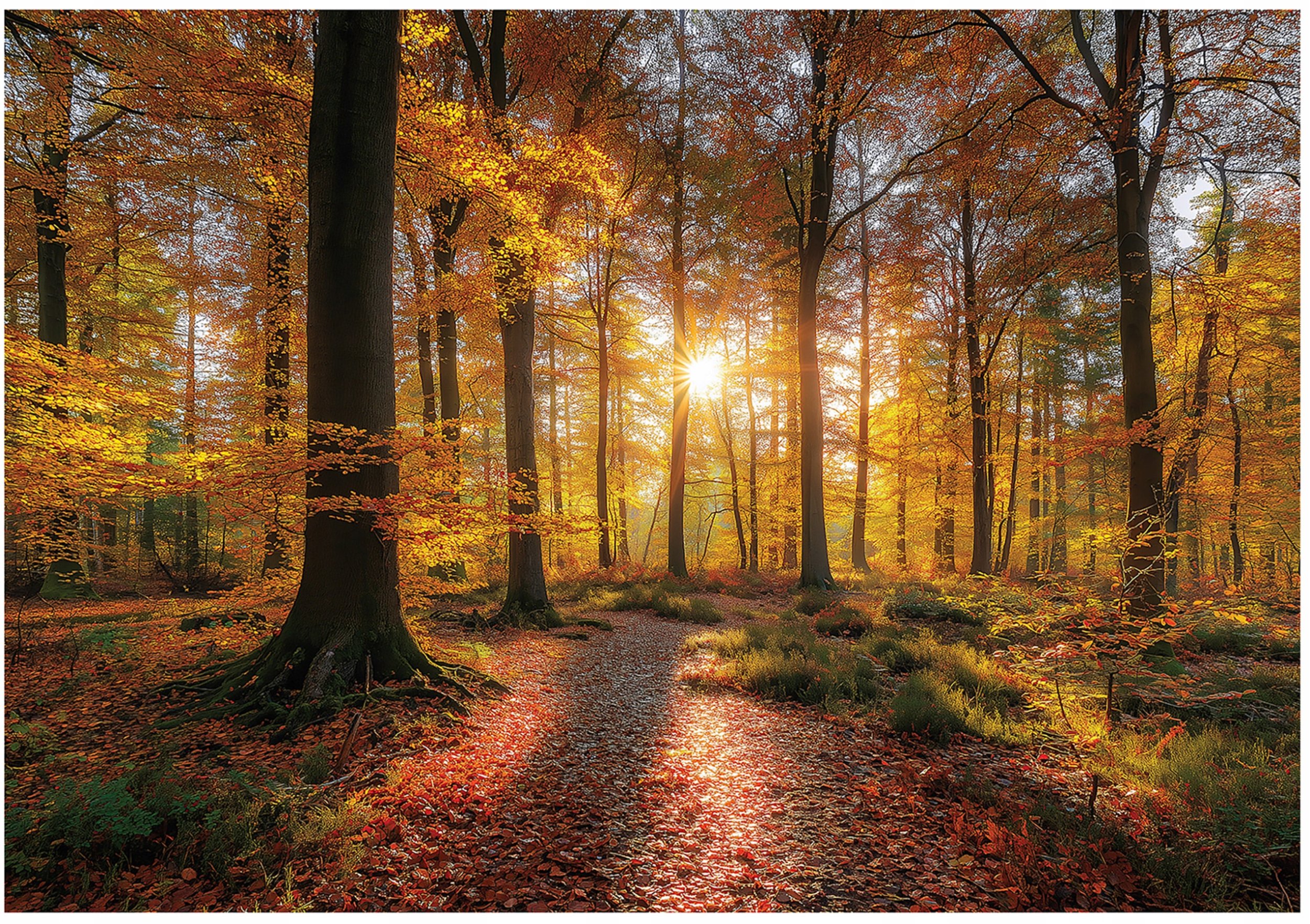 Fototapeta Na Flizelinie Las Drzewa Do Sypialni Salonu 300x210