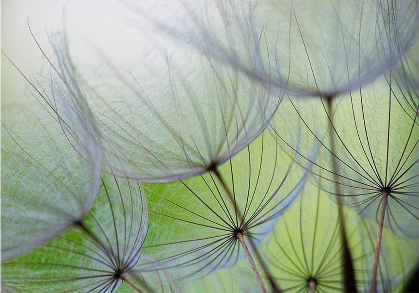 DecoNest Fototapeta - Chwile ulotne - 250X175