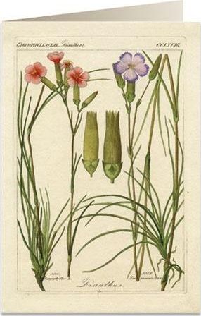 Tassotti Karnet B6 + koperta 6054 Goździki