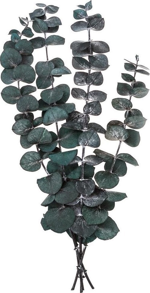 Eukaliptus baby blue 4 gałązki ok. 20cm zielony