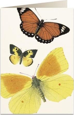 Tassotti Karnet B6 + koperta 8037 Motyle