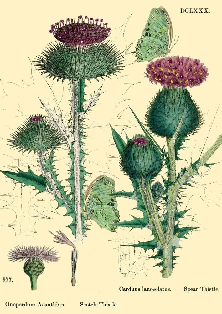 Madame Treacle Karnet B6 brokat z kopertą Natura 6