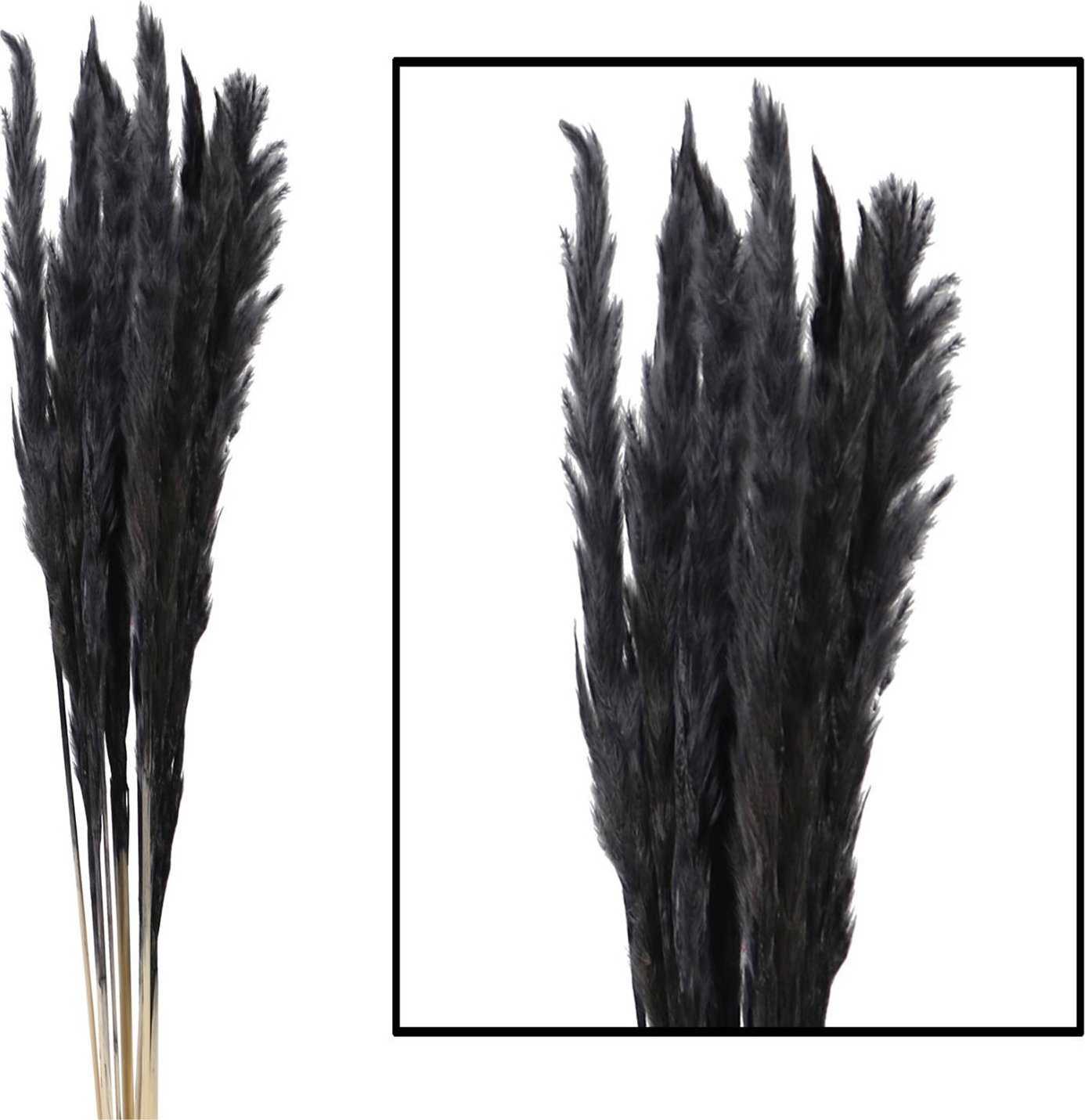 Tajemniczy ogród Trawa pampasowa czarna Mace 65-75cm