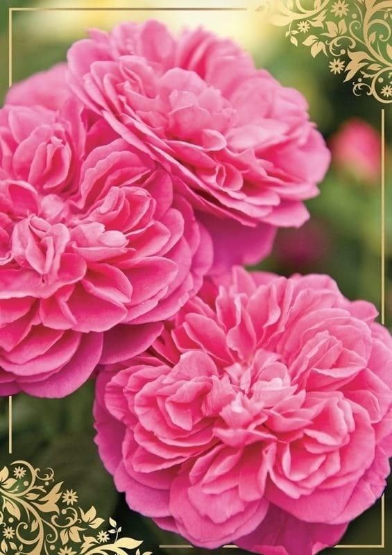 KUKARTKA Karnet B6 PP-2146 Kwiaty (bez tekstu)