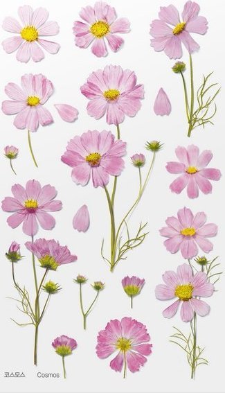 Appree Naklejki ozdobne kwiaty Kosmos Aster