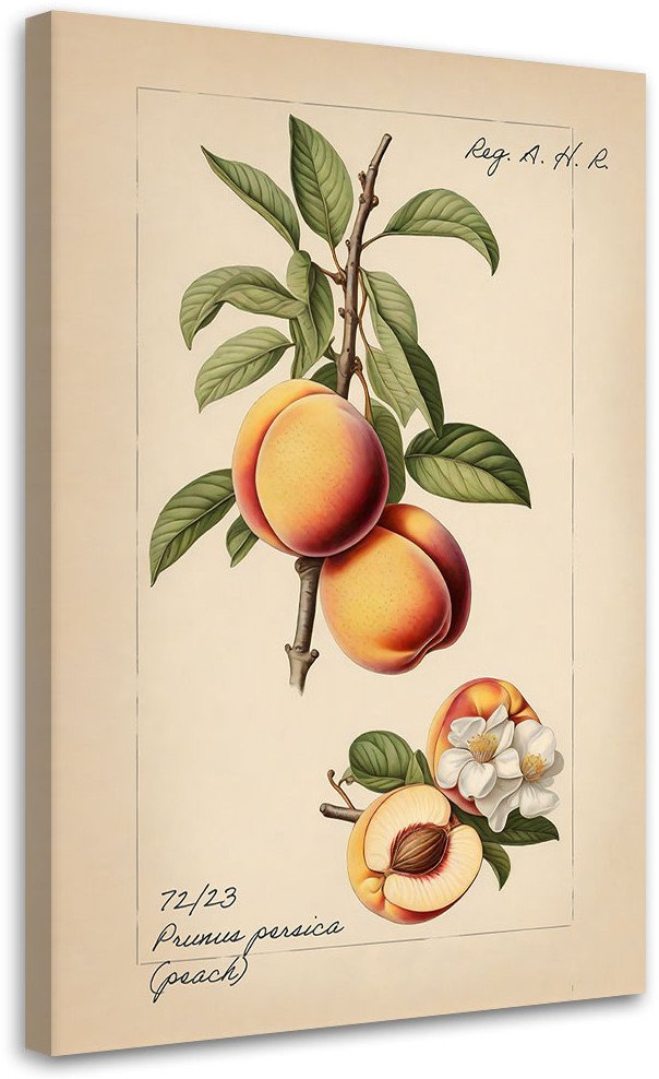 Feeby obraz na płótnie owoce vintage brzoskwinia 60x90 large