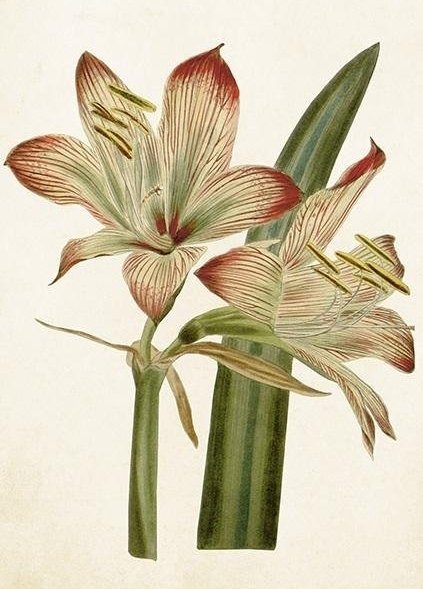 Skona Ting Karnet ST421 B6 + koperta Amarylis